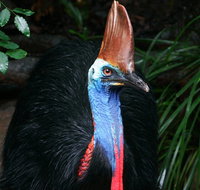 Wildlife Habitat Port Douglas - Gold Coast Attractions