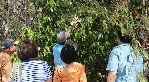 Magnetic Island Tour: Maggie Comprehensive - Gold Coast Attractions 6