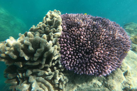 Whitehaven Beach Day Tour With Snorkel In Whitsundays Island - Gold Coast Attractions 18