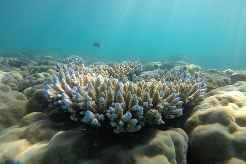 Whitehaven Beach Day Tour With Snorkel In Whitsundays Island - Gold Coast Attractions 16