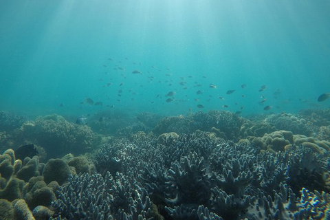 Whitehaven Beach Day Tour With Snorkel In Whitsundays Island - Gold Coast Attractions 3