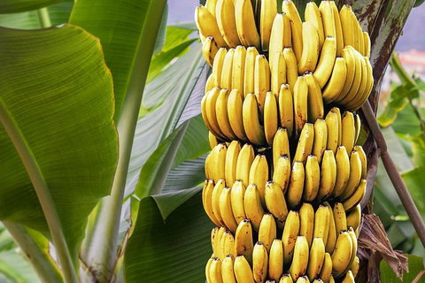 Atherton Tablelands Small-Group Food & Wine Tasting Tour From Port Douglas - Gold Coast Attractions 28