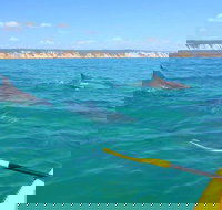 Half-Day Kayak with Dolphins and 4WD Beach Drive from Rainbow Beach