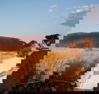 Uluru Ayers Rock Sunset with Outback Barbecue Dinner and Star Tour - Gold Coast Attractions