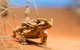 Alice Springs Desert Park General Entry Ticket - thumb 8