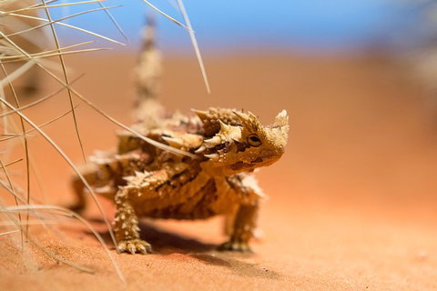 Alice Springs Desert Park General Entry Ticket - Gold Coast Attractions 8