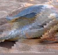 Turtle Tracks Tour to Bare Sand Island from Darwin - Gold Coast Attractions