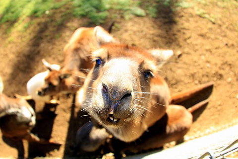 All-Inclusive Blue Mountains Day Trip With River Cruise - Gold Coast Attractions 1
