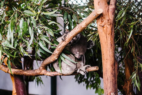 All-Inclusive Blue Mountains Day Trip With River Cruise - Gold Coast Attractions 14