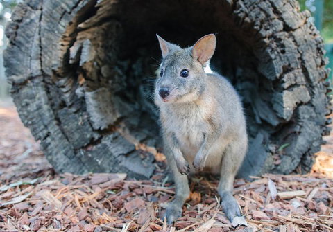 Featherdale Wildlife Park General Admission - Gold Coast Attractions 1
