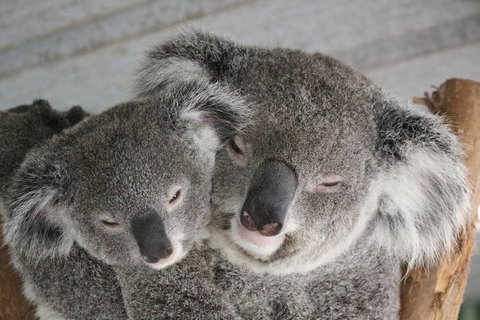 Featherdale Wildlife Park General Admission - Gold Coast Attractions 0