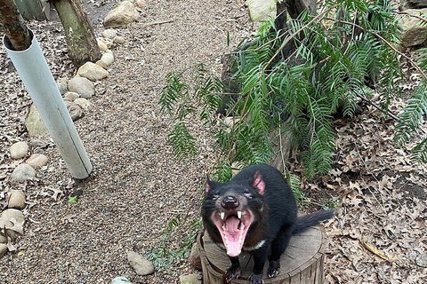 Featherdale Wildlife Park General Admission - Gold Coast Attractions 3