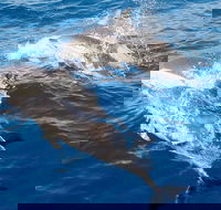 Port Stephens Day Tour From Sydney Including 4WD Sandboarding and Dolphins - Gold Coast Attractions