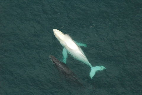 Coffs Harbour Whale Watch Experience - Gold Coast Attractions 1