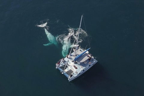 Coffs Harbour Whale Watch Experience - Gold Coast Attractions 0