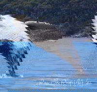 Whale Watching Jervis Bay - Gold Coast Attractions