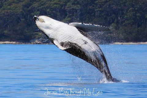 Whale Watching Jervis Bay - Gold Coast Attractions 0