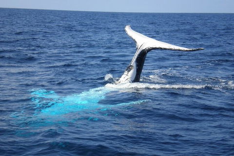 Whale Watching Jervis Bay - Gold Coast Attractions 7