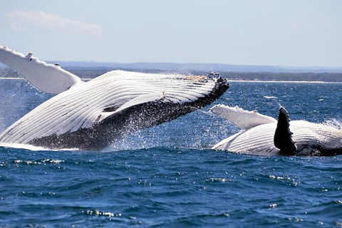 Whale Watching Jervis Bay - Gold Coast Attractions 4