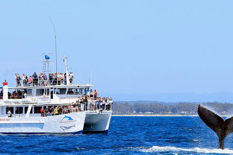 Whale Watching Jervis Bay - Gold Coast Attractions 6