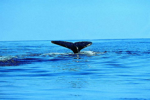 Whale Watching By Sea Kayak In Batemans Bay - Gold Coast Attractions 1
