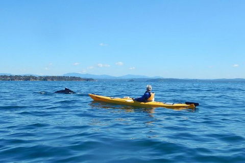 Whale Watching By Sea Kayak In Batemans Bay - Gold Coast Attractions 2