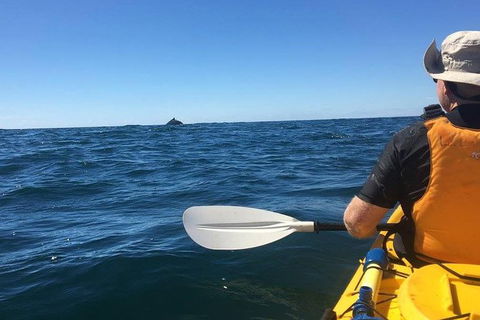 Whale Watching By Sea Kayak In Batemans Bay - Gold Coast Attractions 7