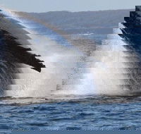 Jervis Bay Whale Watching Tour - Gold Coast Attractions