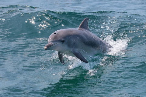 Jervis Bay Passage Tour - Gold Coast Attractions 12