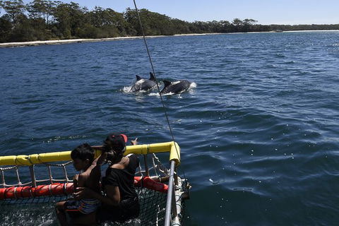 Jervis Bay Boom Netting And Dolphins Tour - Gold Coast Attractions 6