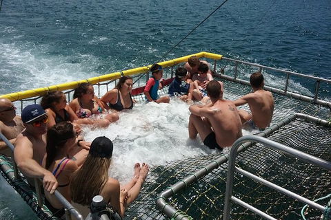 Jervis Bay Boom Netting And Dolphins Tour - Gold Coast Attractions 4