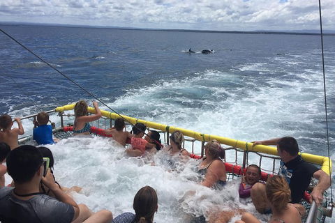 Jervis Bay Boom Netting And Dolphins Tour - Gold Coast Attractions 14