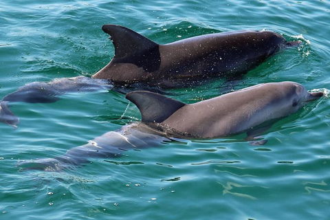 Jervis Bay Boom Netting And Dolphins Tour - Gold Coast Attractions 13