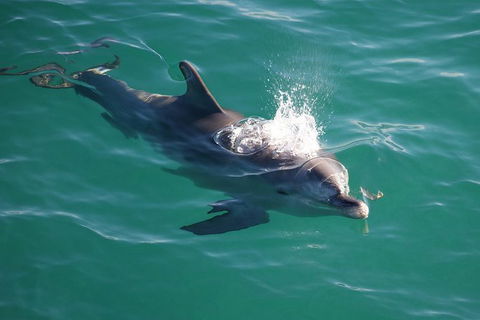 Jervis Bay Dolphin Watch Cruise - Gold Coast Attractions 6