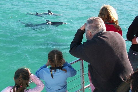 Jervis Bay Dolphin Watch Cruise - Gold Coast Attractions 4
