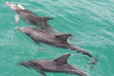 Jervis Bay Dolphin Watch Cruise - Gold Coast Attractions 7