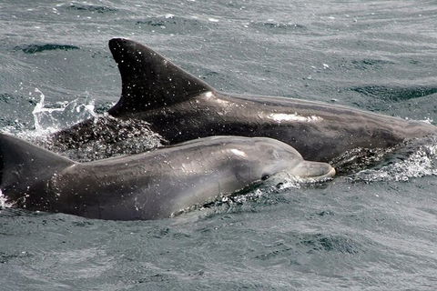 Jervis Bay Dolphin Watch Cruise - Gold Coast Attractions 5