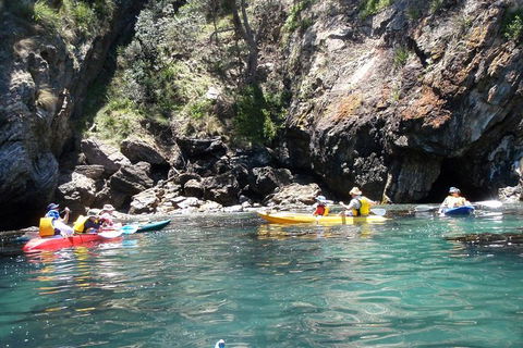 Batemans Bay Glass-Bottom Kayak Tour Over 2 Relaxing Hours - Gold Coast Attractions 1