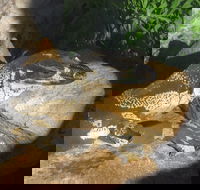 Armadale Reptile Centre - Gold Coast Attractions