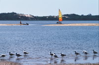Australind