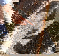 Bees on Keswick Island