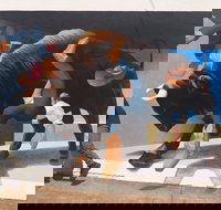 Big Bull Mural - Gold Coast Attractions