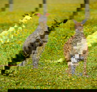 Bordertown Wildlife Park - Gold Coast Attractions