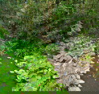 Brindle Creek Walking Track - Gold Coast Attractions
