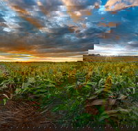 Capella - Gold Coast Attractions