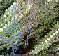 Carrai National Park - Gold Coast Attractions