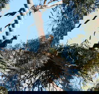 Castle Creek Reserve - Gold Coast Attractions