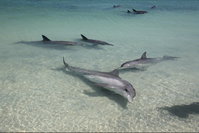Dolphins of Monkey Mia
