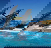 Dolphin Marine Conservation Park - Gold Coast Attractions