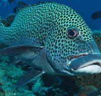 Fish Bowl Dive Site - Gold Coast Attractions